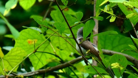 Beautiful bird in forest 스톡 동영상 93572576