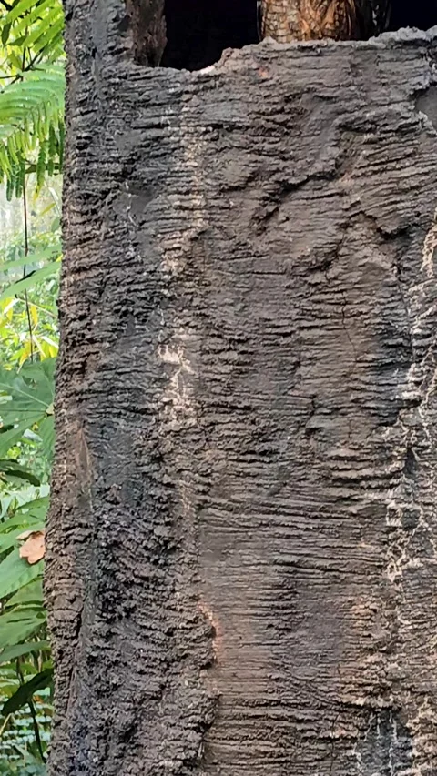 Beautiful bird in the forest Stock Footage 306749783