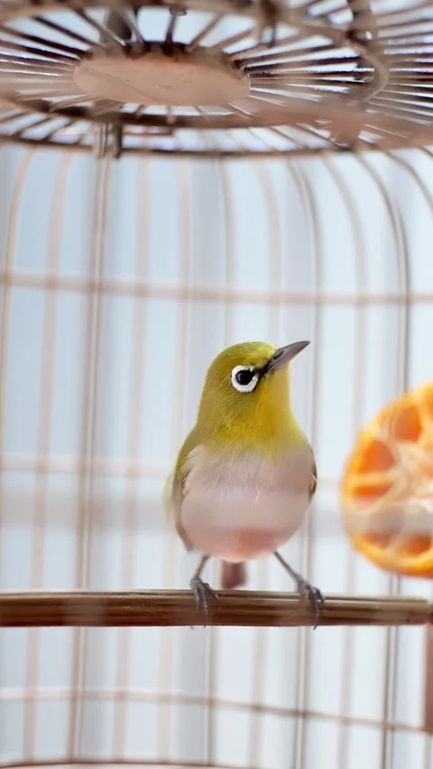 Beautiful bird with glasses in a cage Stock Footage 272552803