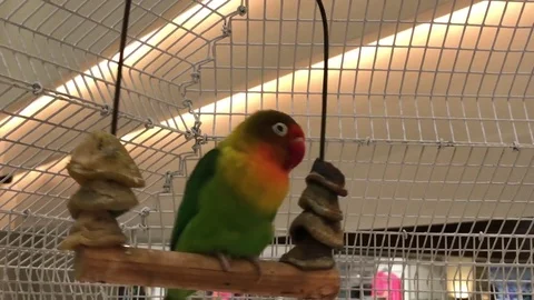 Beautiful bird inside a cage Stock Footage 83254732