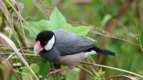 Beautiful bird Java sparrow (Lonchura oryzivora) in Sabah, Malaysia. Stock Footage 161245059