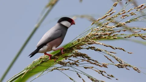 Beautiful bird Java sparrow (Lonchura oryzivora) in Sabah, Malaysia. Vidéo 254098870