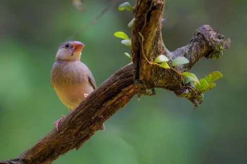 Beautiful bird Java Sparrow perched on branch Stock Photos