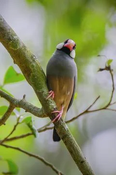 Beautiful bird Java Sparrow perched on branch Stock Photos
