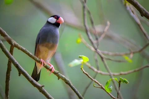 Beautiful bird Java Sparrow perched on branch Stock Photos