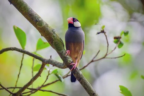 Beautiful bird Java Sparrow perched on branch Stock Photos