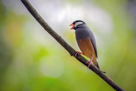 Beautiful bird Java Sparrow perched on branch Stock Photos
