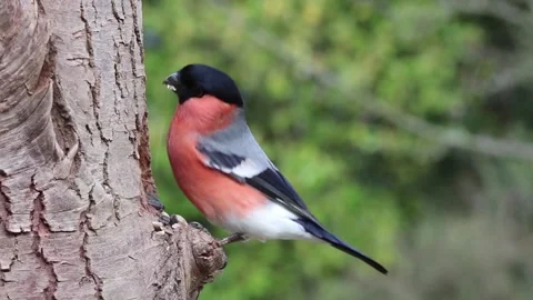 Beautiful bird making a nest Stock Footage 171549910