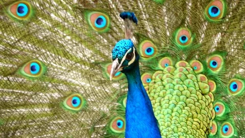 Beautiful Bird Nature Bright Pattern Display, Blue and Green Peacock Wildlife Video stock 121437743