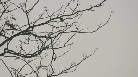 Beautiful Bird Perched on a Dry Branch at Sunset Stock Footage 308434603