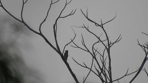 Beautiful Bird Perched on a Dry Branch at Sunset Stock Footage 308450053