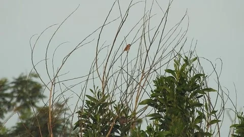 Beautiful Bird Perched on a Dry Branch at Sunset Stock Footage 308474658