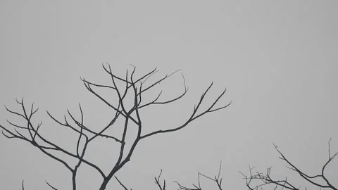 Beautiful Bird Perched on Dry Tree Branches in Serene Nature Stock Footage 308535753
