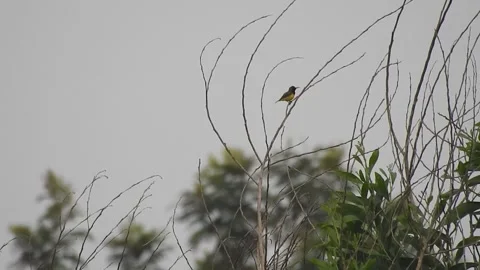 Beautiful Bird Perched on Dry Tree Branches in Serene Nature Stock Footage 308538034