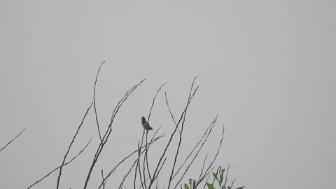 Beautiful Bird Perched on Dry Tree Branches in Serene Nature Stock Footage 308538275