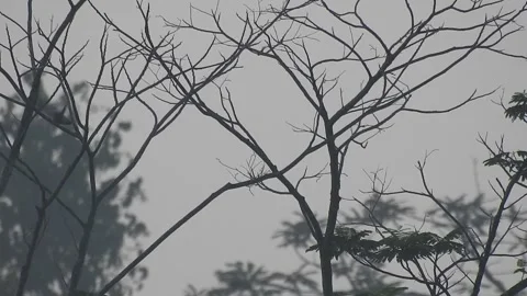 Beautiful Bird Perched on Dry Tree Branches in Serene Nature Stock Footage 308539287