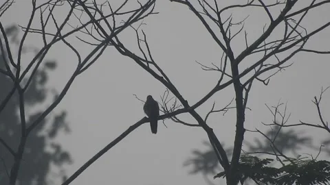 Beautiful Bird Perched on Dry Tree Branches in Serene Nature Stock Footage 308550829