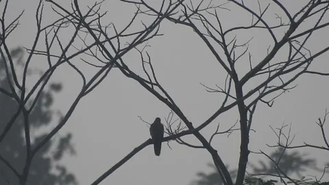 Beautiful Bird Perched on Dry Tree Branches in Serene Nature Stock Footage 308550831