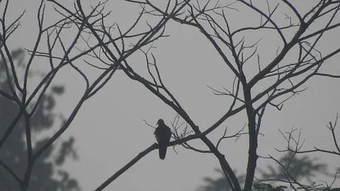 Beautiful Bird Perched on Dry Tree Branches in Serene Nature Stock Footage 308550840