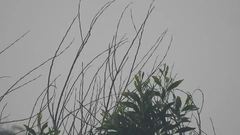 Beautiful Bird Perched on Dry Tree Branches in Serene Nature Video stock 308562155