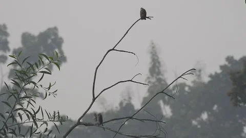 Beautiful Bird Perched on Dry Tree Branches in Serene Nature Stock Footage 308562549