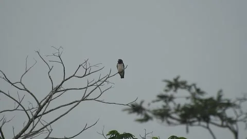 Beautiful Bird Perched on Dry Tree Branches in Serene Nature Stock Footage 308562913