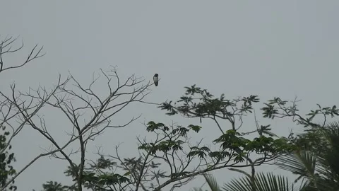 Beautiful Bird Perched on Dry Tree Branches in Serene Nature Stock Footage 308562943