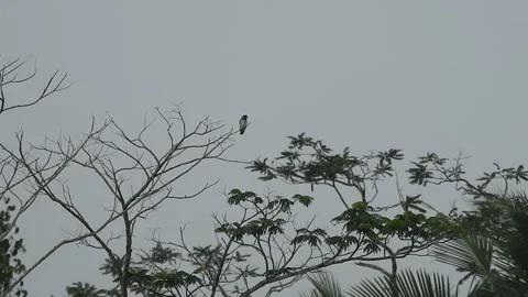 Beautiful Bird Perched on Dry Tree Branches in Serene Nature Stock Footage 308562958