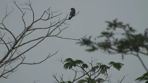 Beautiful Bird Perched on Dry Tree Branches in Serene Nature Video stock 308562979
