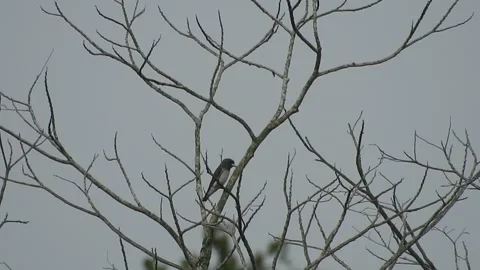 Beautiful Bird Perched on Dry Tree Branches in Serene Nature Stock Footage 308562986