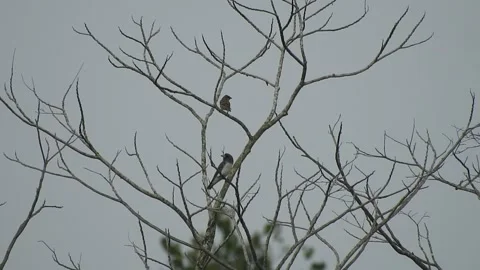 Beautiful Bird Perched on Dry Tree Branches in Serene Nature Stock Footage 308563008