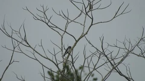 Beautiful Bird Perched on Dry Tree Branches in Serene Nature Stock Footage 308563009
