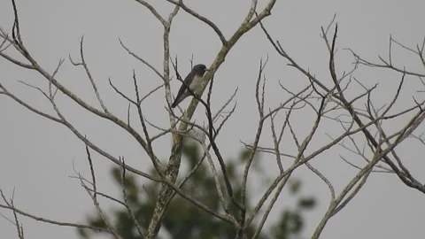 Beautiful Bird Perched on Dry Tree Branches in Serene Nature Stock Footage 308563062