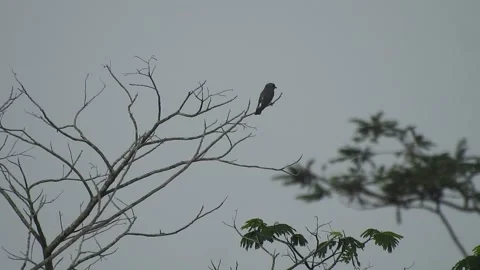 Beautiful Bird Perched on Dry Tree Branches in Serene Nature Stock-Footage 308563088