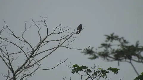 Beautiful Bird Perched on Dry Tree Branches in Serene Nature Stock Footage 308563089