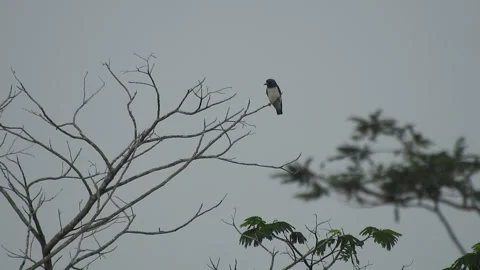 Beautiful Bird Perched on Dry Tree Branches in Serene Nature Stock Footage 308563161