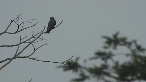 Beautiful Bird Perched on Dry Tree Branches in Serene Nature Stock Footage 308563188