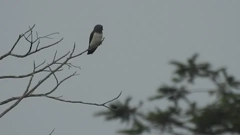 Beautiful Bird Perched on Dry Tree Branches in Serene Nature Stock Footage 308563222