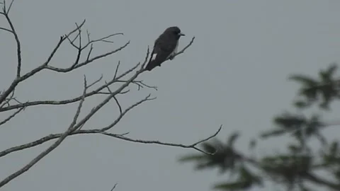 Beautiful Bird Perched on Dry Tree Branches in Serene Nature Stock Footage 308563223