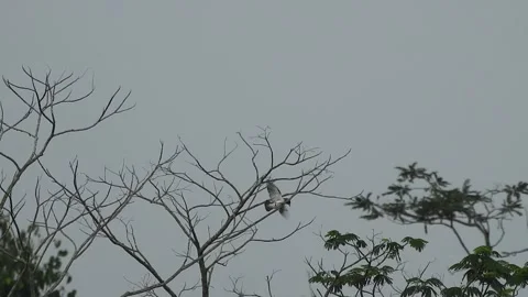 Beautiful Bird Perched on Dry Tree Branches in Serene Nature Stock Footage 308563224