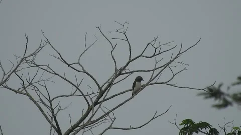 Beautiful Bird Perched on Dry Tree Branches in Serene Nature Stock Footage 308563275