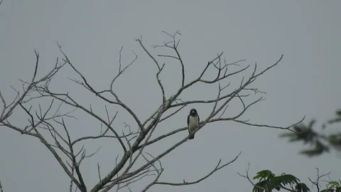 Beautiful Bird Perched on Dry Tree Branches in Serene Nature Video stock 308563287