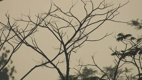 Beautiful Bird Perched on Dry Tree Branches in Serene Nature Stock Footage 308564451