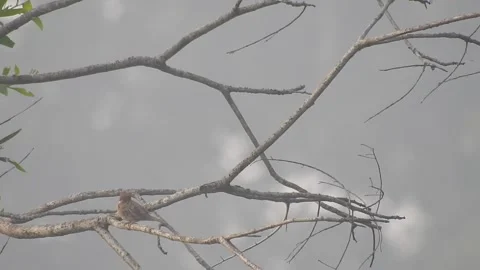 Beautiful Bird Perched on Dry Tree Branches in Serene Nature Stock Footage 308564639