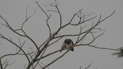 Beautiful Bird Perched on Dry Tree Branches in Serene Nature Stock Footage 308564648