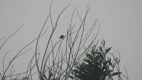 Beautiful Bird Perched on Dry Tree Branches in Serene Nature Stock Footage 308564691