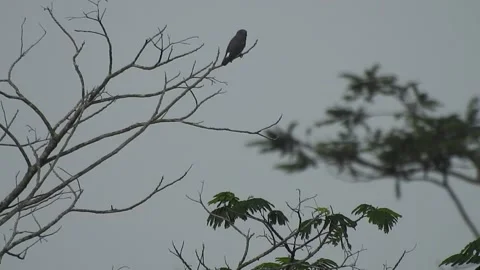 Beautiful Bird Perched on Dry Tree Branches in Serene Nature Stock Footage 308564698