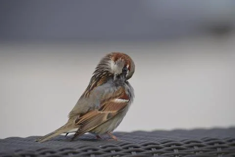 Beautiful bird 写真素材