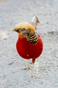 Beautiful bird Stock Photos