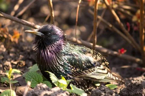 Beautiful bird Stock Photos